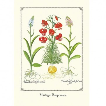 Planche illustrée du cahier façon herbier par Gwenaëlle Trolez