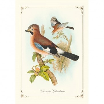 Planche du carnet illustré "Histoire naturelle des oiseaux" par Gwenaëlle Trolez