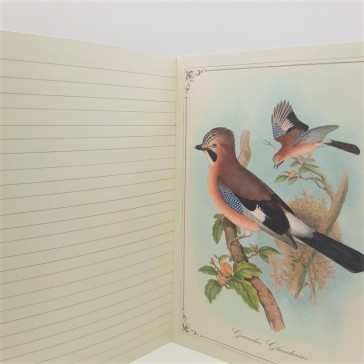 Illustration du carnet "Histoire naturelle des oiseaux par Gwenaëlle Trolez