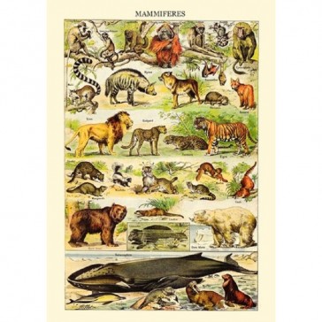 Cahier illustré de planches présentant les espèces animales par Gwenaëlle Trolez
